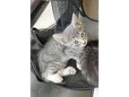 Adopt Tigger a American Shorthair