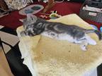 Adopt Eor a American Shorthair