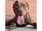 Adopt Franklin a Chocolate Labrador Retriever, Mixed Breed