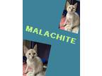 Adopt Malachite a Siamese