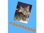 Adopt Aquamarine a Domestic Short Hair