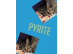 Adopt Pyrite a Domestic Short Hair