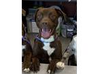 Adopt Mello a Pit Bull Terrier, Catahoula Leopard Dog