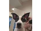 Adopt Spot a Terrier, Australian Cattle Dog / Blue Heeler