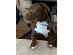 Adopt Halves a Pit Bull Terrier, Catahoula Leopard Dog
