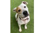 Adopt Calvin a White - with Brown or Chocolate Mixed Breed (Large) / Mixed dog