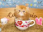 3 Persian Kittens