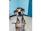 Adopt Rhett a Brown/Chocolate Hound (Unknown Type) / German Shepherd Dog / Mixed