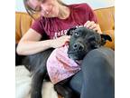 Momma Zuri, American Pit Bull Terrier For Adoption In Provo, Utah