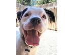 Frost - Adopt Me!, American Staffordshire Terrier For Adoption In Lake Forest