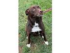 Nellie, Labrador Retriever For Adoption In Seneca, South Carolina