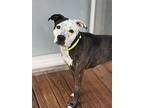 Britt, American Staffordshire Terrier For Adoption In Byron, Georgia