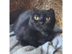 Behati, Domestic Shorthair For Adoption In Saskatoon, Saskatchewan