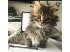 Chickpea, Domestic Mediumhair For Adoption In Saskatoon, Saskatchewan