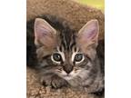 Kelly's Kittens, Domestic Shorthair For Adoption In El Dorado Hills, California