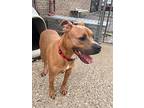 Wenstin, Staffordshire Bull Terrier For Adoption In Henderson, Kentucky