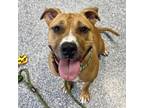 Peaches, American Pit Bull Terrier For Adoption In Indianapolis, Indiana