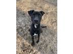 Roman, American Pit Bull Terrier For Adoption In Spartanburg, South Carolina