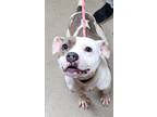 Meadow, American Pit Bull Terrier For Adoption In Spartanburg, South Carolina