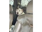 Lainey, American Pit Bull Terrier For Adoption In Blytheville, Arkansas