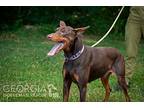 Jet, Doberman Pinscher For Adoption In Douglasville, Georgia