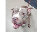 Bella, American Pit Bull Terrier For Adoption In Spartanburg, South Carolina