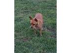 Foxy, Terrier (unknown Type, Small) For Adoption In Fresno, California