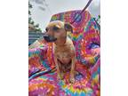 Twinkle Toes, Terrier (unknown Type, Small) For Adoption In Fresno, California