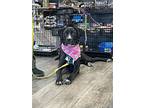 Wisteria, Labrador Retriever For Adoption In Calgary, Alberta
