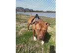 Stylz, American Pit Bull Terrier For Adoption In Henderson, Kentucky