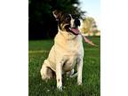 Paul, Jack Russell Terrier For Adoption In Henderson, Kentucky