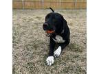Porthos, Irish Terrier For Adoption In Venus, Texas