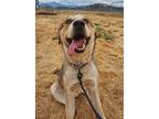 Thimble, Labrador Retriever For Adoption In Yreka, California