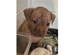 Terrier Pups, Norfolk Terrier For Adoption In Tonopah, Arizona