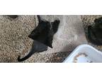 Teaspoon, American Shorthair For Adoption In Kennewick, Washington