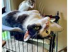 Crowfoot, American Shorthair For Adoption In Elkland, Pennsylvania