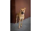 Glenda, Terrier (unknown Type, Medium) For Adoption In Abbeville, Louisiana
