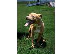 Zo, Terrier (unknown Type, Medium) For Adoption In Abbeville, Louisiana