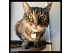 Adopt Precious a Domestic Short Hair
