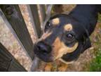 Adopt Tomasina a Terrier