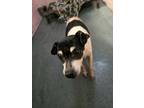 Adopt Sophia a Rat Terrier, Mixed Breed