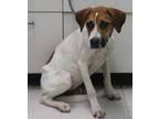 Adopt Evie a Terrier, Foxhound