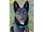 Adopt Halo a German Shepherd Dog, Siberian Husky