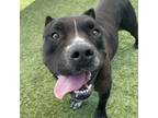 Adopt Bonnie a Pit Bull Terrier