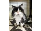 Adopt JoJo Siwa a Domestic Medium Hair