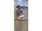 Adopt GEORGIA a American Staffordshire Terrier