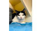 Adopt Beauty a Domestic Short Hair