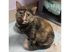 Adopt Spooky a Domestic Short Hair