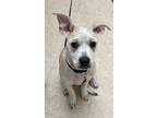 Adopt Harlo a Tan/Yellow/Fawn Mixed Breed (Medium) / Mixed Breed (Medium) /