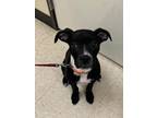 Adopt Silus a Black Mixed Breed (Medium) / Mixed Breed (Medium) / Mixed (short